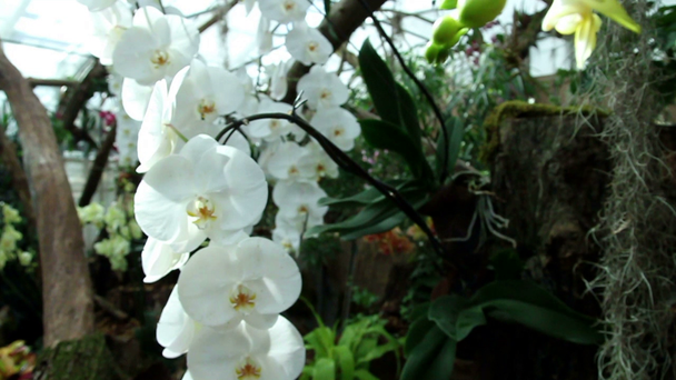 Біла орхідея
 - Кадри, відео