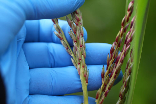 espiguillas de maíz con manos que sostienen a un agrónomo en el campo
 - Foto, imagen