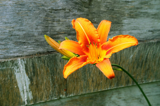 Orange flower daylily on the background of an old wooden panel. - Photo, Image