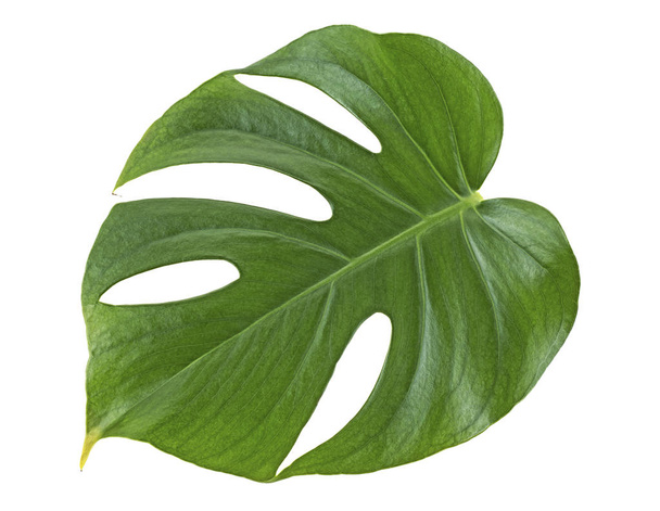 Monstera plant leaf - tropical evergreen vine isolated on white  - Foto, imagen