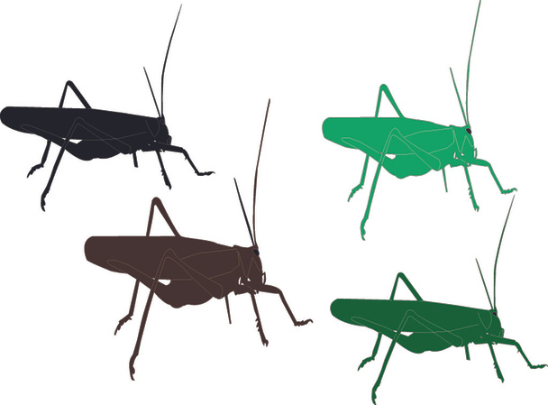 Grasshopper - vector - Vector, Image