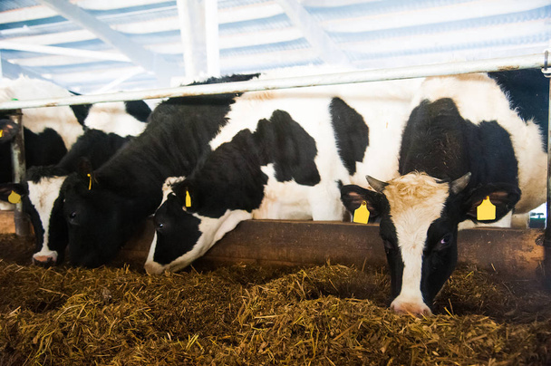 mucche in una fattoria. Vacche da latte
 - Foto, immagini
