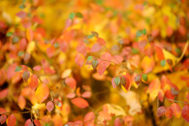 Beautiful golden leaves on a tree branch on autumn day - Фото, зображення