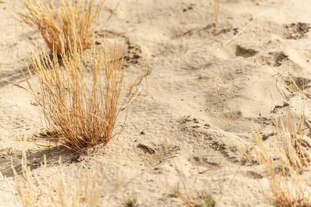 κοντινό-up θάμνο του ξηρού χόρτου στην κίτρινη άμμο  - Φωτογραφία, εικόνα