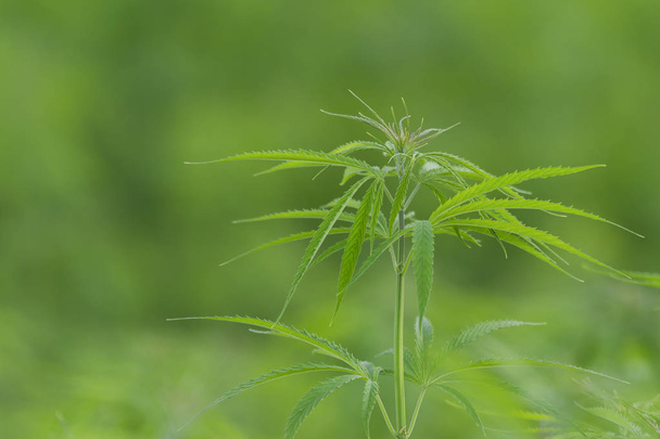 Cannabis sativa, marihuana leaves, photography of medical plant. - Photo, Image