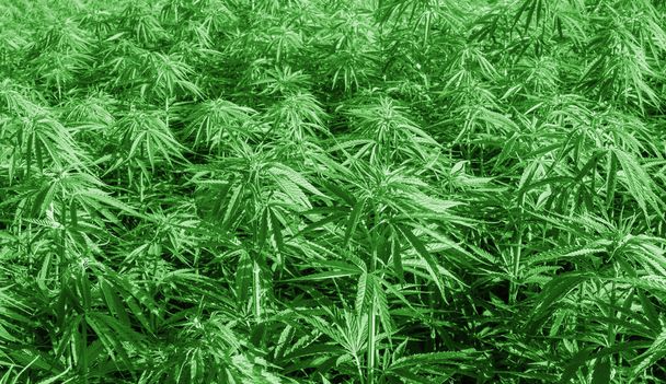 大麻研究、マリファナ大麻サティバの栽培、合法的な薬薬として大麻植物を開花、ハーブ - 写真・画像