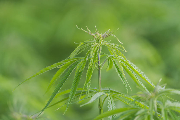 Kannabisz a virágzás kezdetén. Gyógyászati Indica a CBD-vel. - Fotó, kép