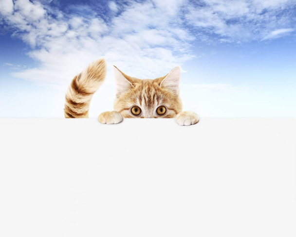 vicces kisállat macska mutatja a plakát izolált kék ég háttér  - Fotó, kép