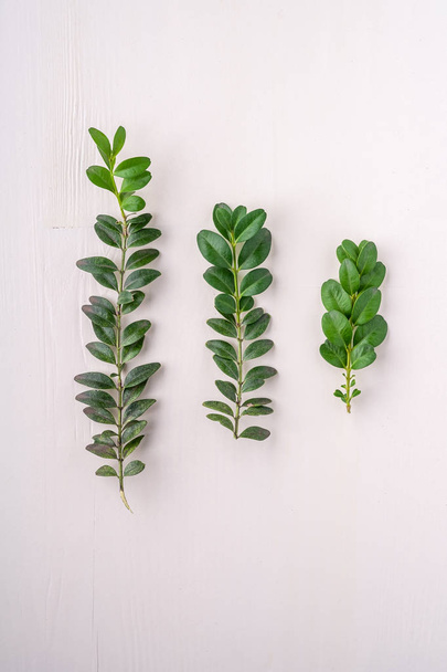 Buxus sempervirens textura folha verde folhas três ramos branco madeira fundo cópia espaço modelo superior vista sobre o fundo
 - Foto, Imagem
