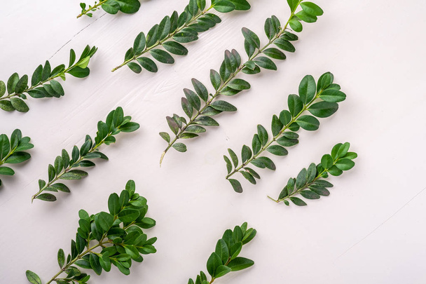 Buxus sempervirens texture green leaf leaves branches white wooden background copy space template top view overhead background - Fotografie, Obrázek