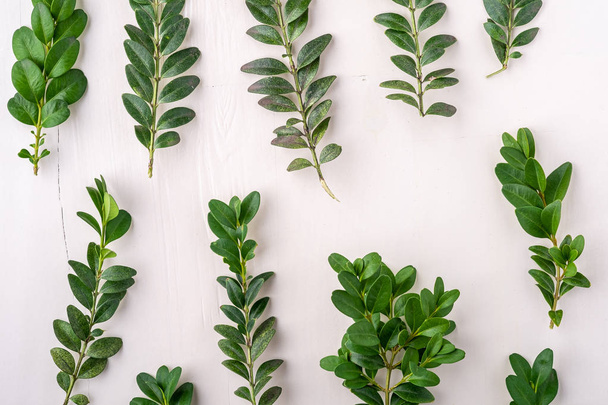 Buxus sempervirens textuur groen blad verlaat takken witte houten achtergrond kopie ruimte sjabloon top uitzicht overhead achtergrond - Foto, afbeelding
