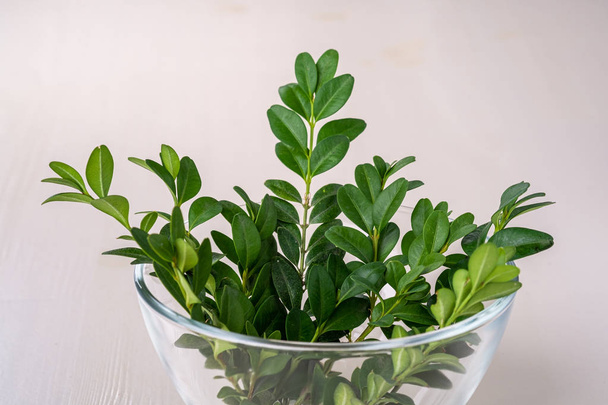 Buxus sempervirens boeket groen blad verlaat takken in glas transparante Bowl vaas op witte houten achtergrond kopie ruimte sjabloon achtergrond geïsoleerd - Foto, afbeelding