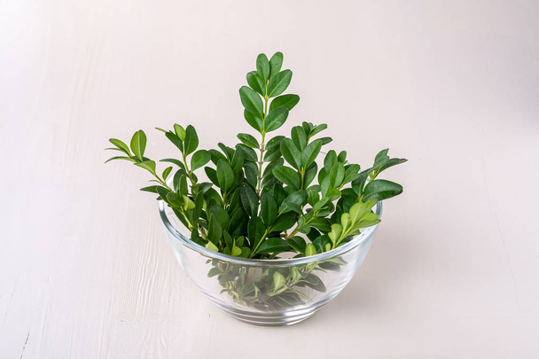 Buxus sempervirens bouquet green leaf leaves branches in glass transparent bowl vase on white wooden background copy space template background isolated - Photo, Image