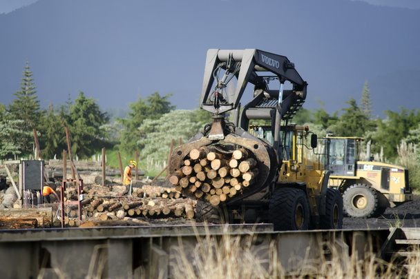 Industria del legno - NZ Legno
 - Foto, immagini