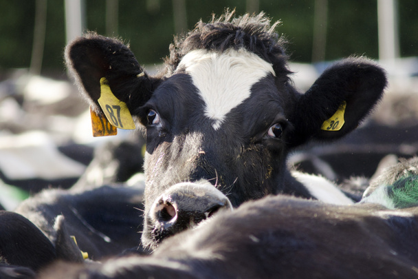 Industria láctea - Planta de ordeño de vacas
 - Foto, Imagen