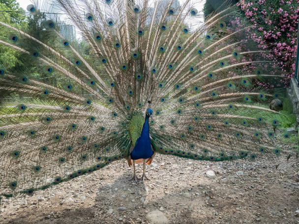 Un hermoso pavo real enderezó sus plumas Park Arboretum
 - Foto, imagen