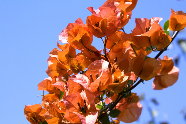 Fleurs orange
 - Photo, image