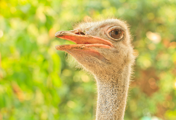 ostrich - Photo, Image