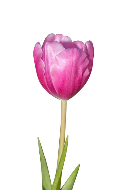 Tulipán lila.  - Fotó, kép