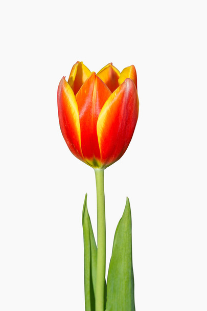 Tulipán sárga piros narancs tulipán virágok  - Fotó, kép