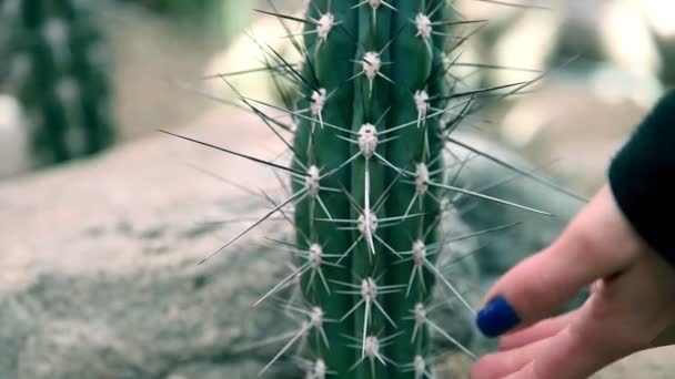junge Frau berührt großen Kaktus mit langen Stacheln - Filmmaterial, Video