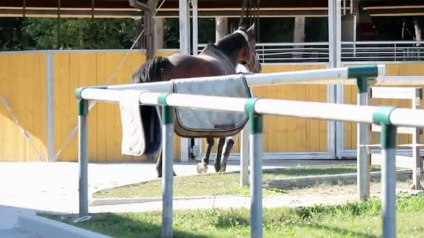 Cavallo all'esterno in fase di preparazione all'addestramento
 - Filmati, video