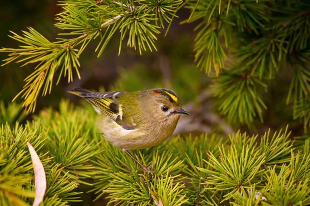 Cute little bird. Green nature background. Bird: Goldcrest. Regulus regulus.  - Фото, зображення