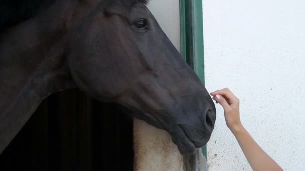A nő keze megérintette a lovak fejét közelről - Felvétel, videó