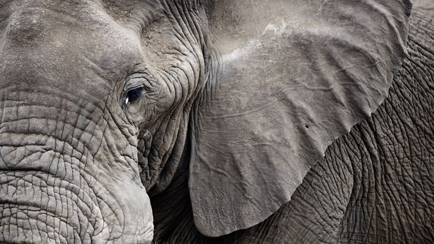 Closeup Elephant face - Foto, Imagen