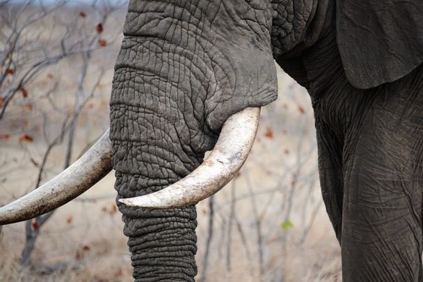 Elephant tusks - Фото, изображение