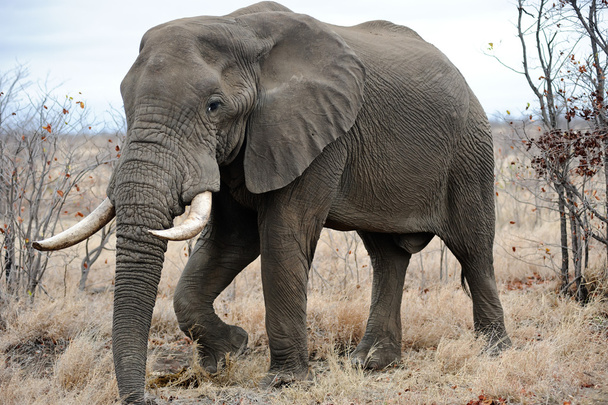 Old male Elephant - Foto, afbeelding