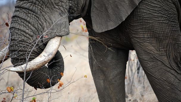 Elephant tusks - Fotoğraf, Görsel