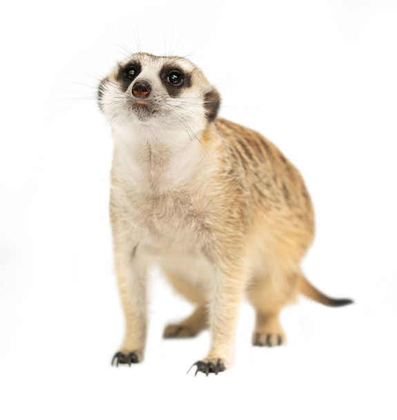 söpö meerkat (Suricata suricatta) eristetty
 - Valokuva, kuva