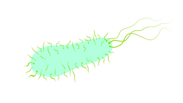2D animatie motion graphics tonen een bacteriën, een microscopisch, eencellige levensvorm organisme, zwemmen op wit scherm in HD High Definition gedaan retro stijl. - Video