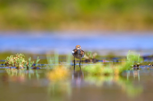 Cute water bird. Common bird. Natural background. Bird: Common Sandpiper. Actitis hypoleucos. - Photo, Image