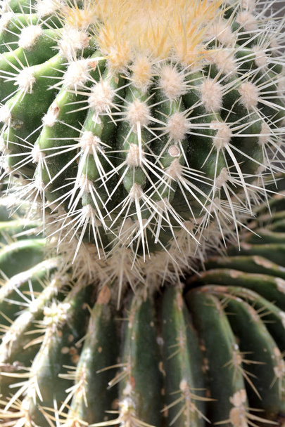 Cactus background in natural green color. Close up concept art.  - Foto, Imagen