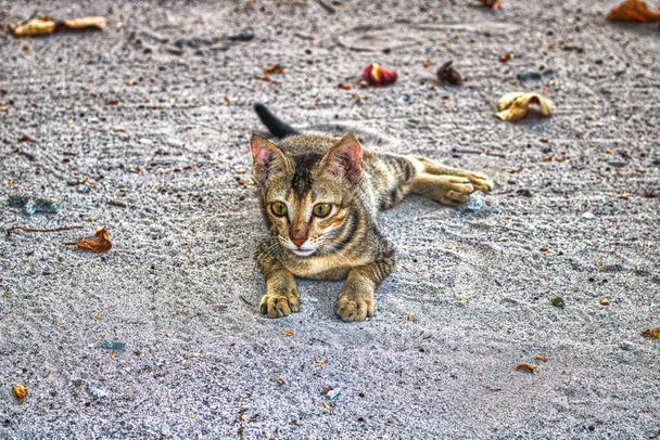 This unique photo shows a wild young cat in the sand. This picture was taken in the Maldives - Photo, Image
