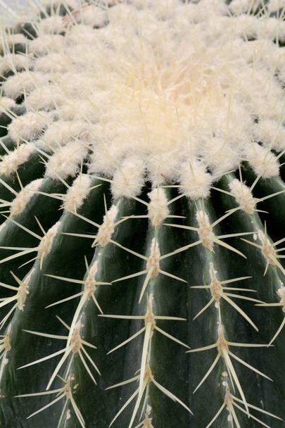Cactus background in natural green color. Close up concept art.  - Фото, изображение
