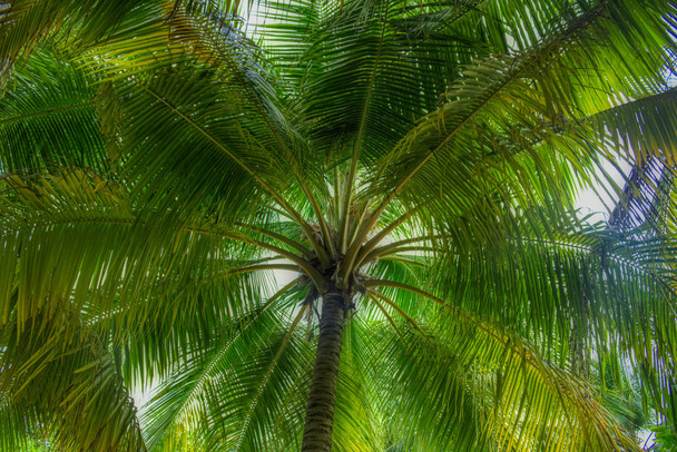 This unique photo shows a coconut palm photographed from the bottom up. This picture was taken in the Maldives - Photo, Image