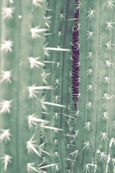 Fond ou mur en grands cactus sur fond blanc
. - Photo, image