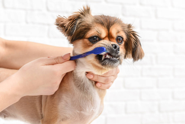 Owner cleaning teeth of cute dog with brush on white background - Photo, Image