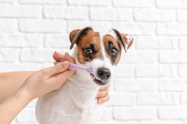 Ιδιοκτήτη καθαρισμό δόντια του χαριτωμένο σκυλί με πινέλο σε λευκό φόντο - Φωτογραφία, εικόνα