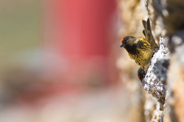 Cute little bird. Red fronted Serin. Brown red nature background. - Photo, Image