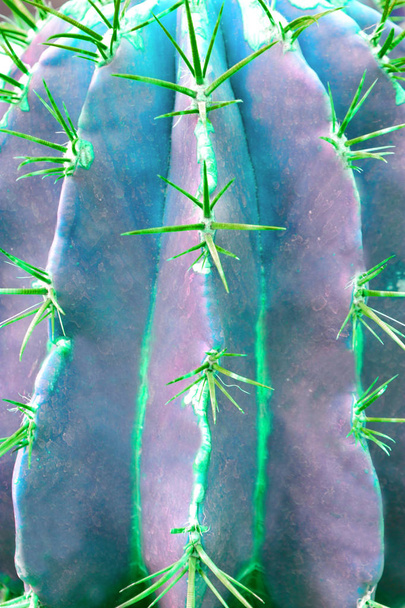 Trendy dual tone gradient neon cactus plant close up background. - Fotó, kép