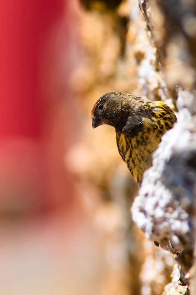 Cute little bird. Red fronted Serin. Brown red nature background. - Photo, Image