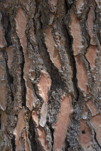 Detailní záběr na kůru stromu. - Fotografie, Obrázek