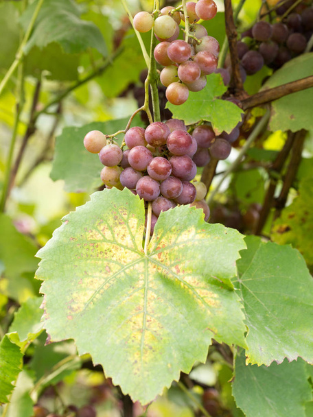 Autumn harvest of grapes - Foto, afbeelding