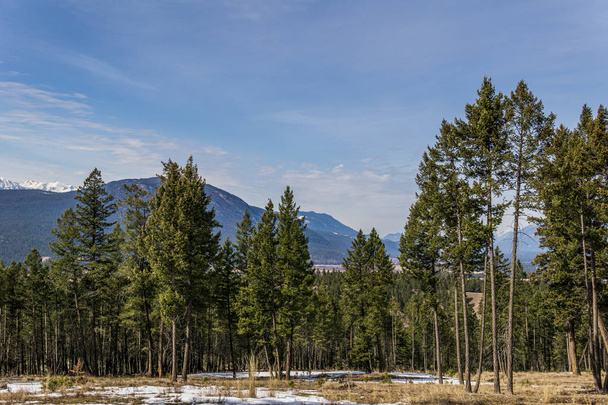 spring time at canadian rocky mountain park with snow and green trees. - Fotografie, Obrázek