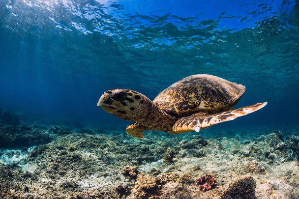Iso kilpikonna korallin pohjalla sinisessä meressä. Merieläimet
 - Valokuva, kuva