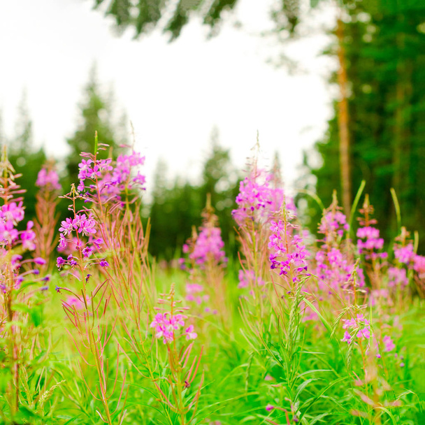 Lila kasvit Ivan teetä kasvaa vihreällä pellolla vastaan kuusimetsä iltapäivällä Pohjois taiga Yakutia Venäjällä
. - Valokuva, kuva